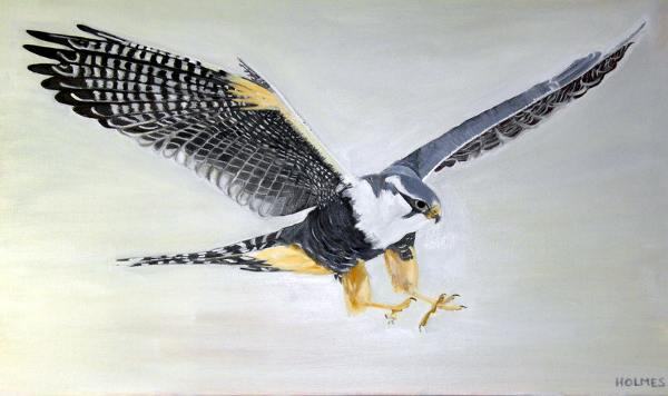 Canadian Peregrine Falcon - Oil on Canvas - 40ins x 24ins