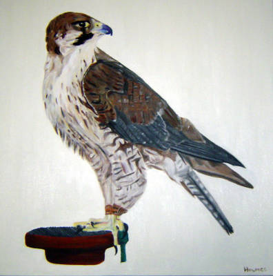 Peregrine Falcon - Oil on Canvas - 24 X 24 ins