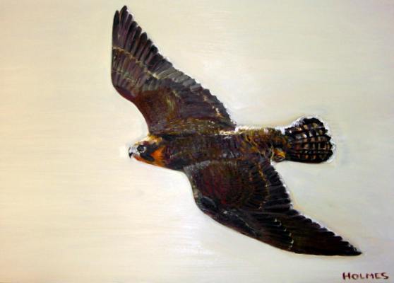 Peregrine Falcon in Flight  - Oil on Canvas - 30ins x 20ins