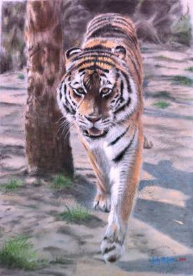 Siberian Tiger Pastel Painting - on Hahnemühle Velour - 30x40cm (12"x16")