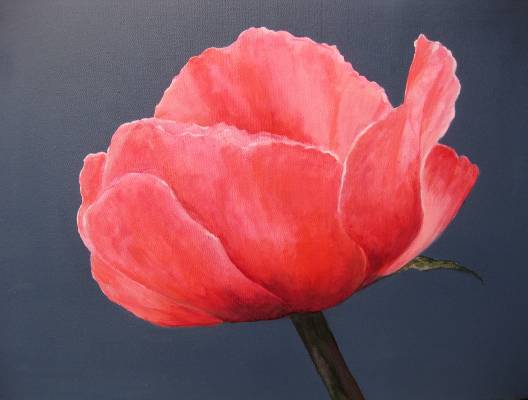 Pink Poppy - 60 x 40cm