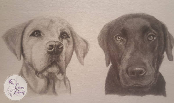 Labradors "Ellie and Millie" - A3 - Graphite Pencil