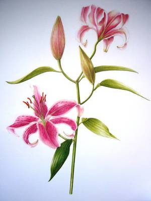 Stargazer Lily - Watercolour on Paper