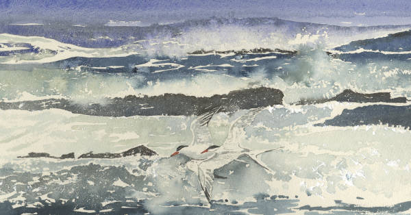 Terns and Waves
