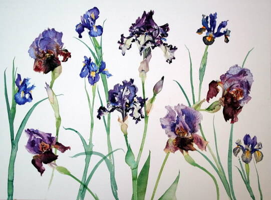 Irises with Lothario - 53 x 73 cm - Watercolour