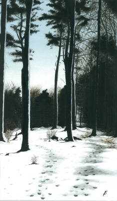 The Snowy Woods