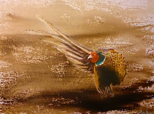 Jesse - Pheasant - Oil on Canvas - 80 x 60cm