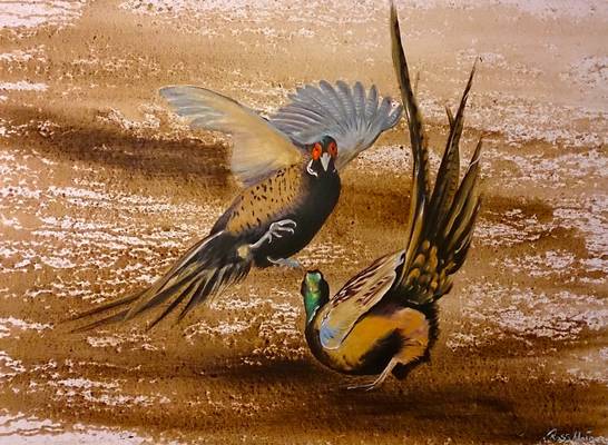 Jimmy & Jock - Pheasants - Oil on Canvas - 60 x 80cm