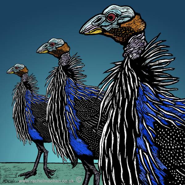 Vulturine Guineafowl -Strutting - Print - 2016