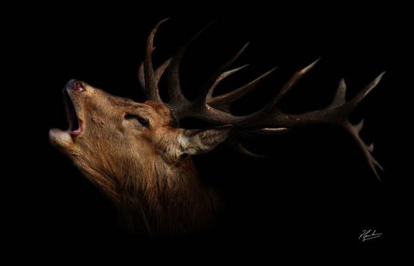 
IMAGE INFO 3: Sandringham, Red Deer Rutting, Did him in black because it looked cool
