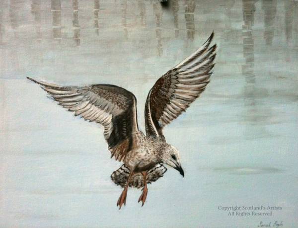 Herring Gull in Harbour - Acrylic on Canvas Board - 16ins x 20ins