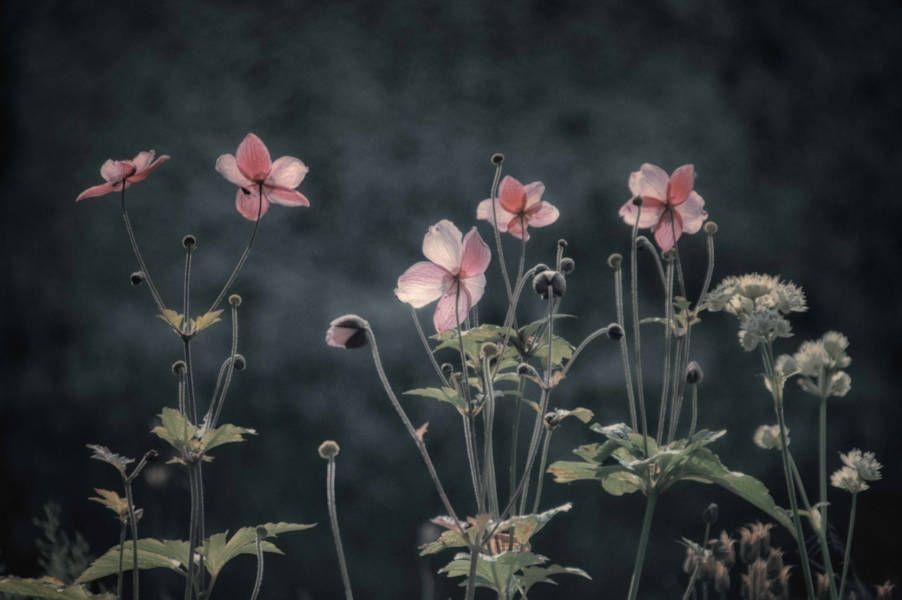 Anemones, Evening - Photograph - 23 x 16ins