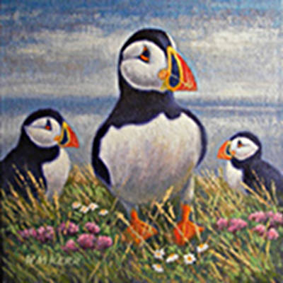 Puffins - Oil - 8ins x 8ins